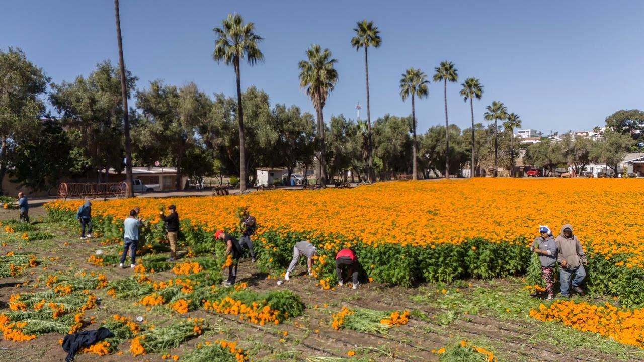 Campos de cempasúchil