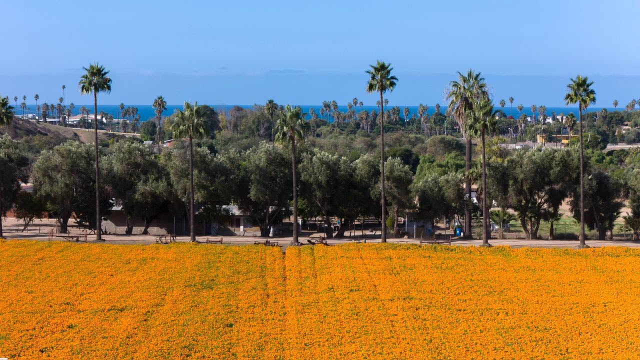 Campo de cempasúchil frente al mar en Rancho El Carrizo, Cañón Rosarito